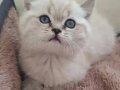 SAFKAN A KALİTE BLUE POİNT BRİTİSH SHORTHAİR YAVRULAR 