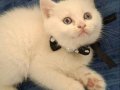 SAFKAN KAR BEYAZI MAVİ GÖZLÜ BİRİTİSH SHORTHAİR 