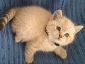 SAFKAN A KALİTE BLUE POİNT BRİTİSH SHORTHAİR YAVRULAR 