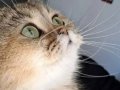 İzmir British Shorthair dişi, Kısırlaştırma Şartlı Yuva