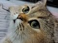 İzmir British Shorthair dişi, Kısırlaştırma Şartlı Yuva