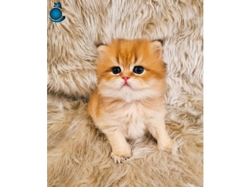 Küçükçekmece’de Safkan British Shorthair Turuncu Kürklü Dostunuz