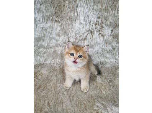 British Shorthair Harika Yavrular