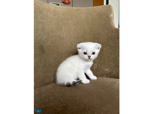 Beyaz kırık kulak erkek yavru kedi MAMA KARŞILIĞI!!!