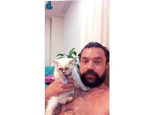 4 aylık dişi Himalaya exotic sorunsuz