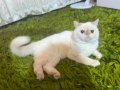 Mavi Gözlü İran Kedisi