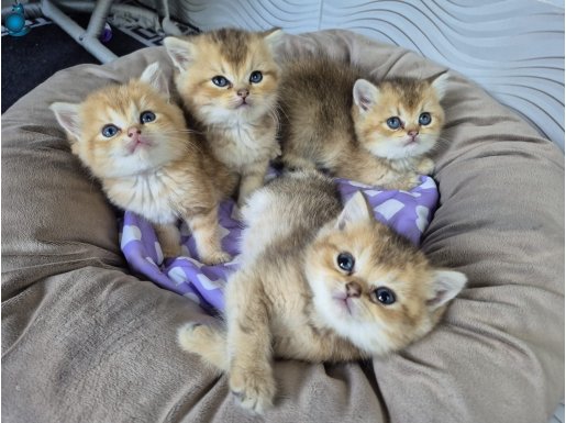 Teslime Hazır British Shorthair Bebekler