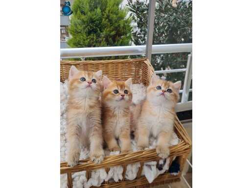 Full Secereli Safkan Golden British Shorthair Yavruları