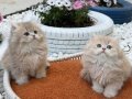 Muhteşem Anne Babadan British Longhair Yavrular
