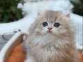 Muhteşem Anne Babadan British Longhair Yavrular