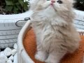 Muhteşem Anne Babadan British Longhair Yavrular
