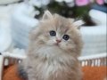 Muhteşem Anne Babadan British Longhair Yavrular