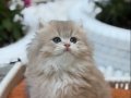 Muhteşem Anne Babadan British Longhair Yavrular
