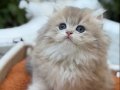 Muhteşem Anne Babadan British Longhair Yavrular