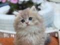 Muhteşem Anne Babadan Güzel Yavrular