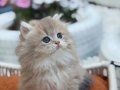Muhteşem Anne Babadan Güzel Yavrular