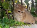 Muhteşem Anne Babadan Brithis Longhair Shorthair yavrular