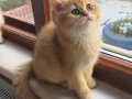 Muhteşem Anne Babadan Brithis Longhair Shorthair yavrular