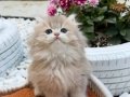 Muhteşem Anne Babadan Brithis Longhair Shorthair yavrular