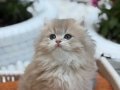 Muhteşem Anne Babadan Brithis Longhair Shorthair yavrular