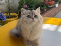 Muhteşem Anne Babadan Longhair yavrular