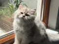 Muhteşem Anne Babadan Longhair yavrular