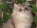 Muhteşem Anne Babadan Longhair yavrular