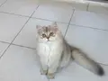 Muhteşem anne babadan briths Longhair ay11
