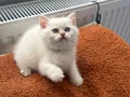 Muhteşem Anne Babadan Brithis Shorthair yavrularım