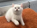 Muhteşem Anne Babadan Brithis Shorthair yavrularım