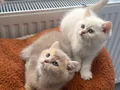 Muhteşem Anne Babadan Brithis Shorthair yavrularım
