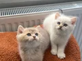 Muhteşem Anne Babadan Brithis Shorthair yavrularım
