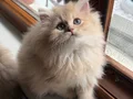 Muhteşem Anne Babanın muhteşem yavruları Brithis Longhair 