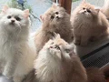 Muhteşem Anne Babanın muhteşem yavruları Brithis Longhair 