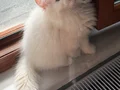 Muhteşem Anne Babanın muhteşem yavruları Brithis Longhair 
