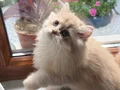 Muhteşem Anne Babanın muhteşem yavruları Brithis Longhair 