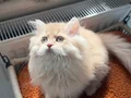Muhteşem Anne Babanın muhteşem yavruları Brithis Longhair 