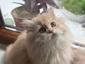 Muhteşem Anne Babanın muhteşem yavruları Brithis Longhair 