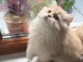 Muhteşem Anne Babanın muhteşem yavruları Brithis Longhair 