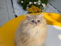 Muhteşem Anne Babanın muhteşem yavruları