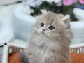 Muhteşem Anne Babanın muhteşem yavruları