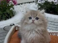 Muhteşem Anne Babanın muhteşem yavruları