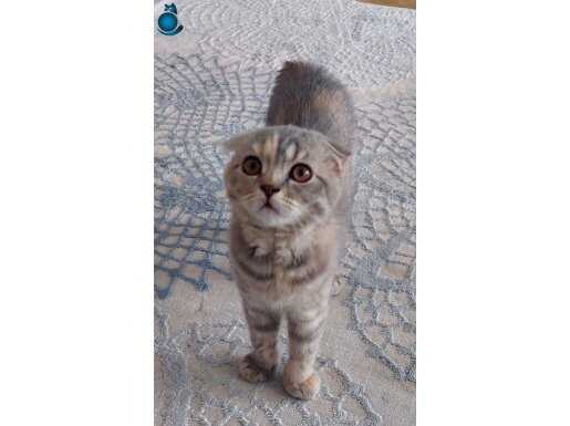 2 güzeller güzeli kızçe