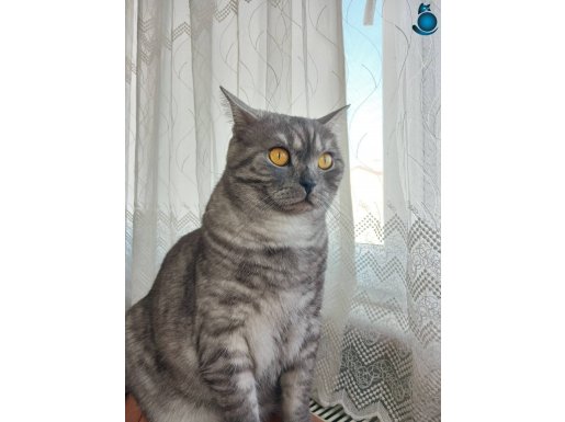 CASPER, SAFKAN 3 YAŞINDA ERKEK KISIR 