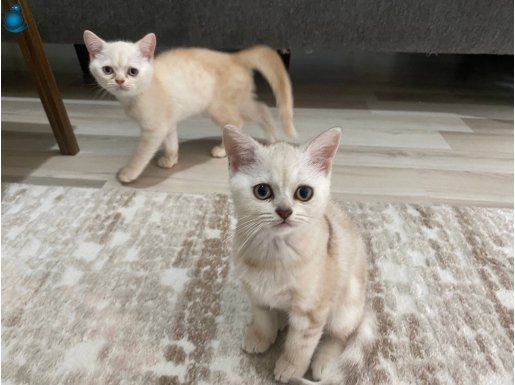 Bizden güzeli doğana kadar en güzeli biziz