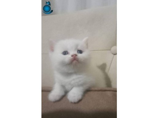 40 günlük bristih shorthair 