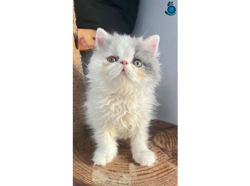 Saf kan son bebeğimiz 