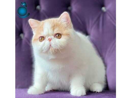 Ücretsiz saf kan excotıc shorthair 