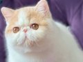Ücretsiz saf kan excotıc shorthair 