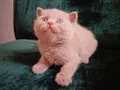 FAWN BRITISH SHORTHAIR SAFKAN ORJINAL 
